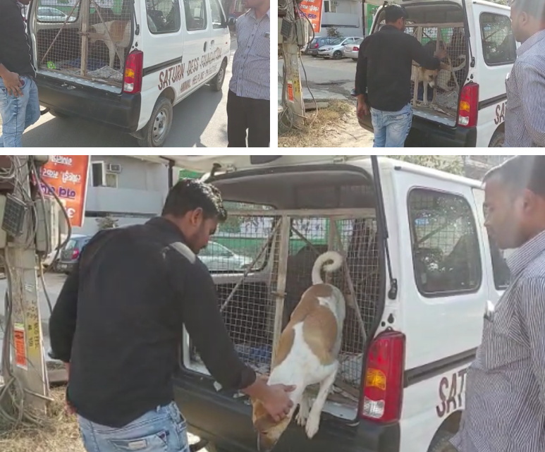 Sheru released after having treatment by Saturn Dess Foundation, Gurugram