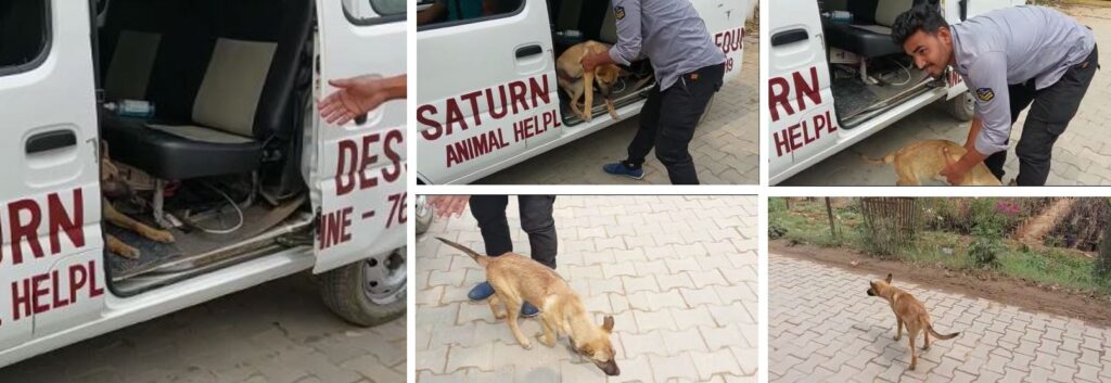Max release by Saturn Dess Foundation in Gurugram