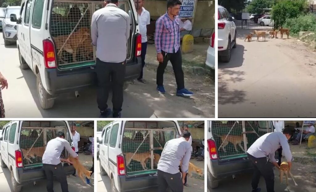 Four puppies released after treatment by Saturn Dess Foundation, Gurugram