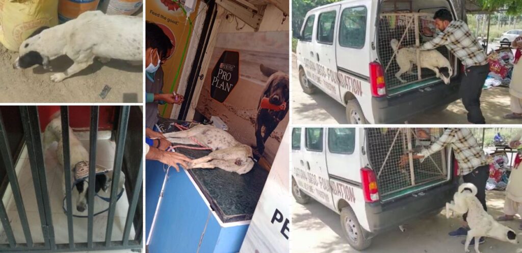 Jimmy Released by Saturn Dess Foundation, Gurugram